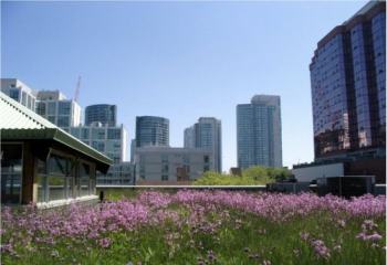 Rooftop Gardens: How Much Impact do Green Roofs Actually Have?